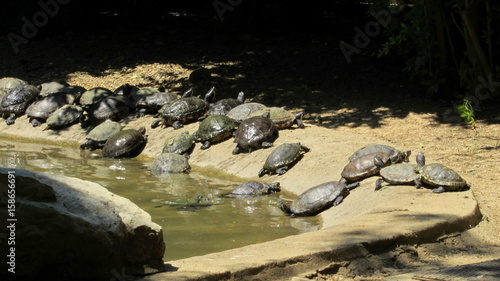 Colonia di tartarughe - grande famiglia