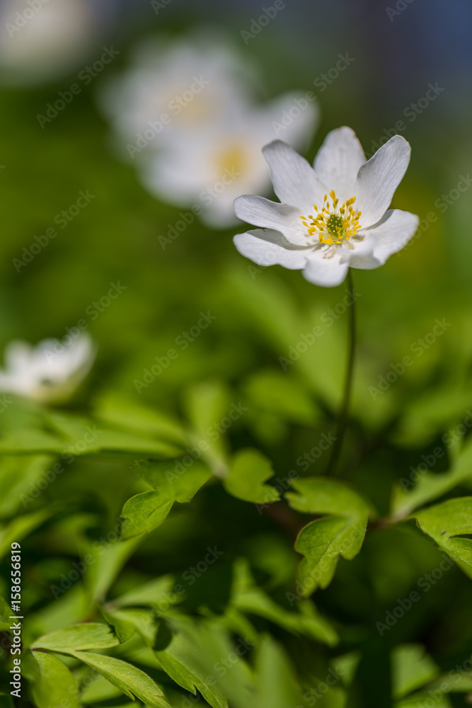 Spring White Wildflower Spring White Wildflower
