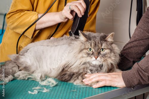 Fototapeta Naklejka Na Ścianę i Meble -  Grooming cat with tool for shedding hair.