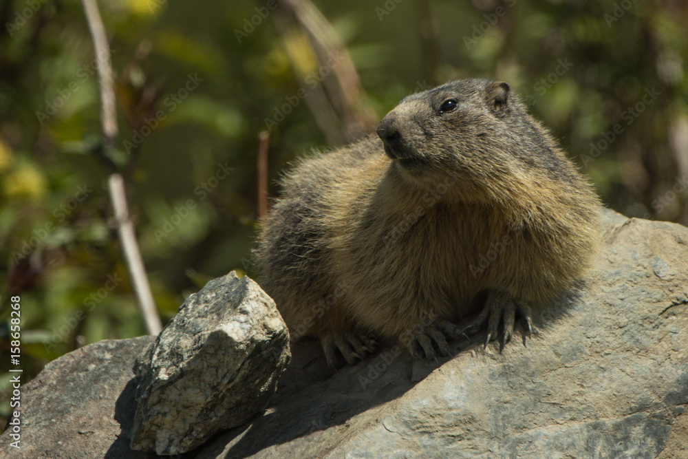 marmotte marmotte