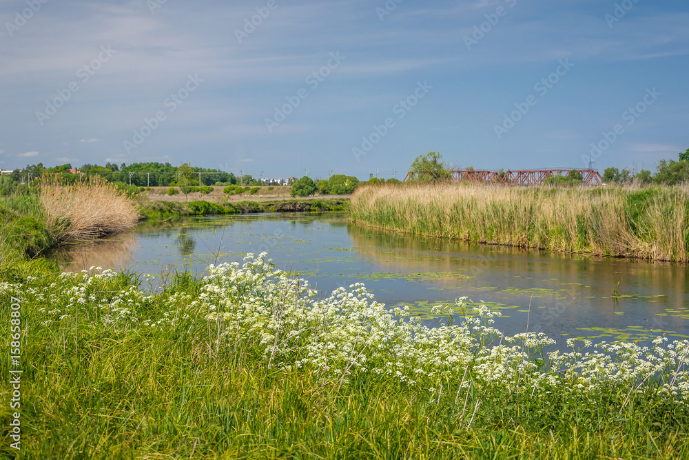Obraz premium River and grass