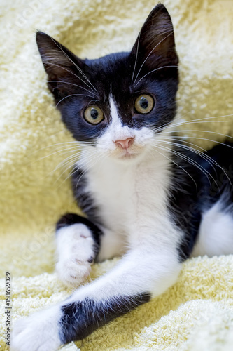 Kedi