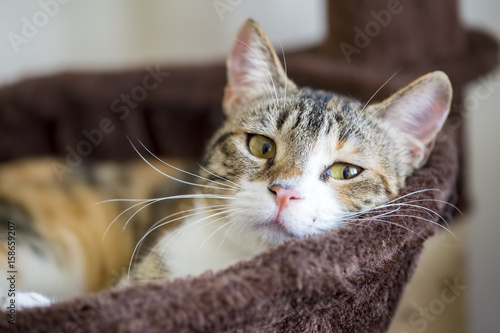 Kedi