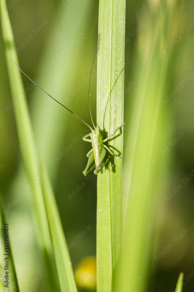 grasshopper on blade of grass grasshopper on blade of grass