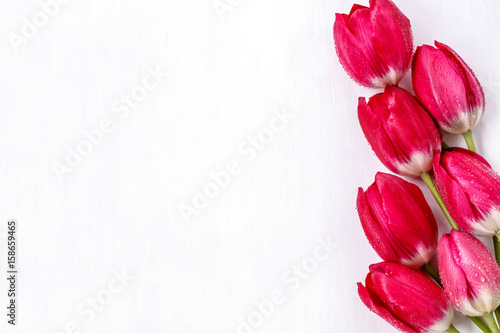 red tulips with water droplets on white background