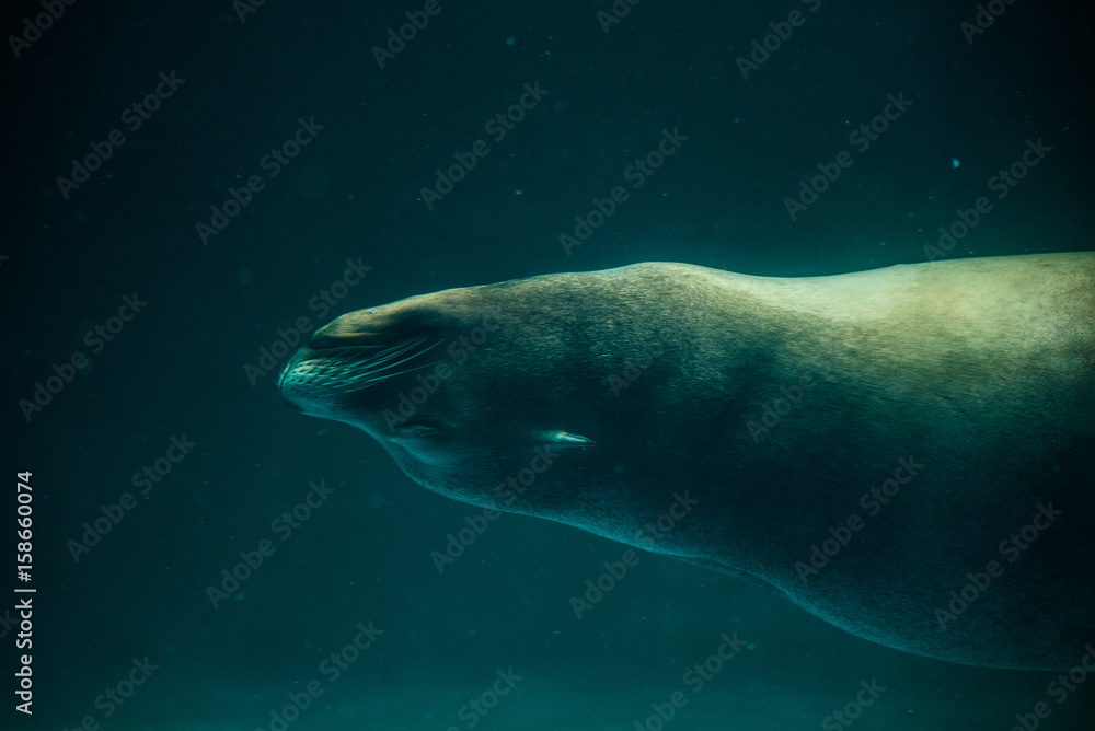 Sea lion swimming upside down