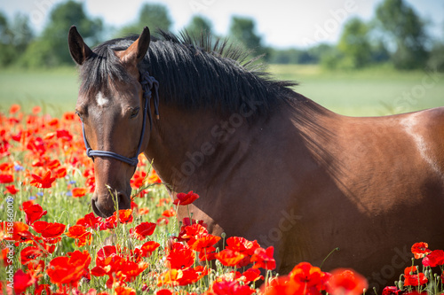 Fototapeta Naklejka Na Ścianę i Meble -  Braunes Pferd im roten Mohn