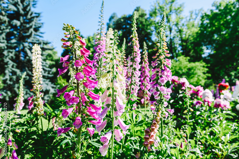 Fototapeta premium Pink Digitalis Foxgloves Plant Flowers In Garden
