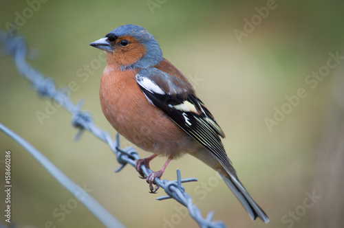 Chaffinch perched on barbed wire