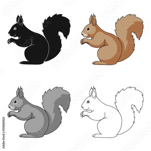 Squirrel.Animals single icon in cartoon style vector symbol stock illustration web.