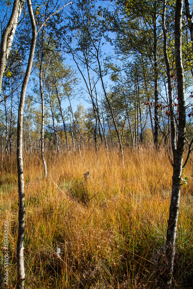 Fototapeta premium Herbst in der Kendlmühlfilz bei Grassau