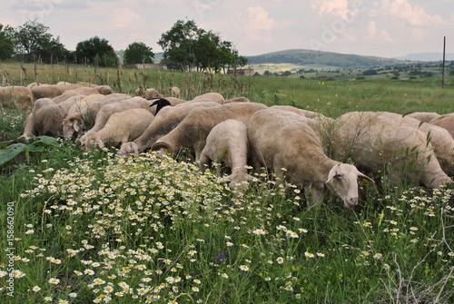 Flock of sheep grazing on a camomile field.