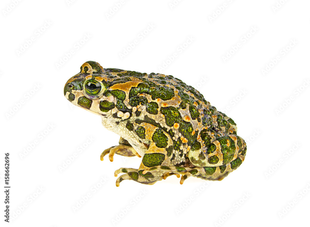 Fototapeta premium Frog isolated on a white background
