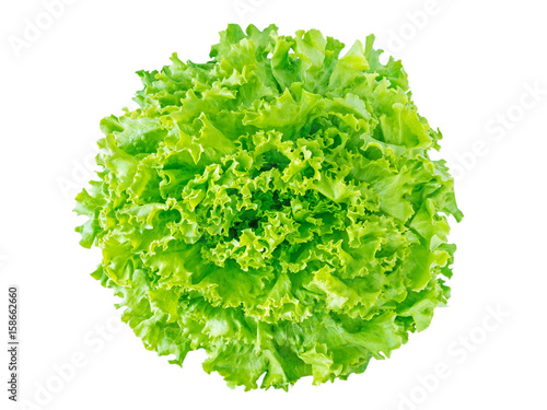 Green batavia lettuce salad head
