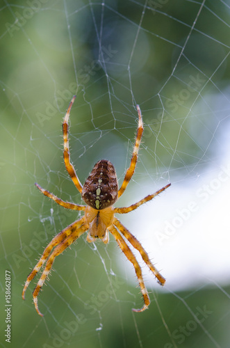 Beautiful big diadem spider on web. Araneus diadematus, Araneidae. Transparent colored predator on its cobweb with a blurred green background.