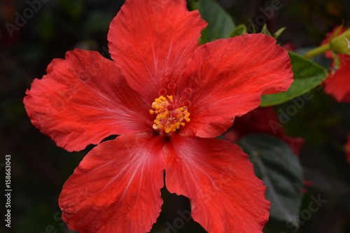 Red Flower