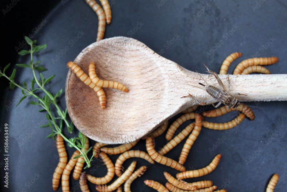 Mehlwürmer in Pfanne, Insekten als Nahrung/Grille und Würmer neben und auf  holzenem Kochlöffel, rustikales Mahl im asiatischen Stil/alternative  Mahlzeit, kochen mit Insekten – Stock-Foto | Adobe Stock