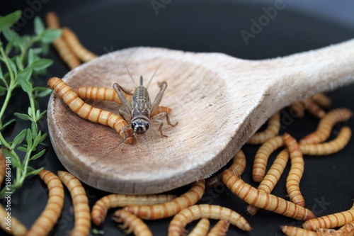 Mehlwürmer in Pfanne, Insekten als Nahrung/Grille und Würmer neben und auf holzenem Kochlöffel, rustikales Mahl im asiatischen Stil/alternative Mahlzeit, kochen mit Insekten