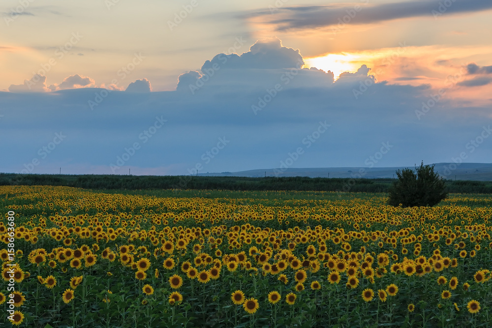 Beautiful scenic landscape of sunflower field at sunset