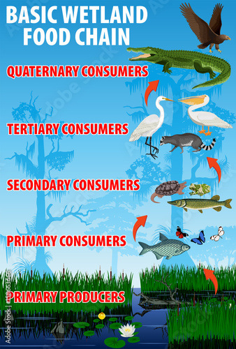 Basic wetland food trophic chain. Tropical wetland everglades ecosystem energy flow. Vector illustration.