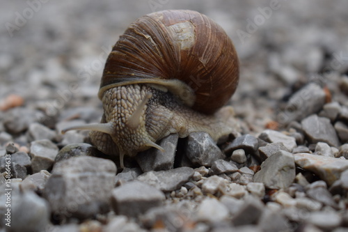 Schnecke