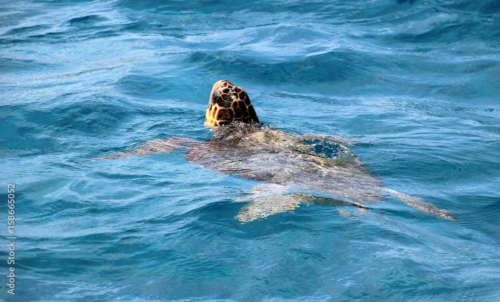 Fototapeta premium Caretta Caretta sea turtle on Zakynthos island