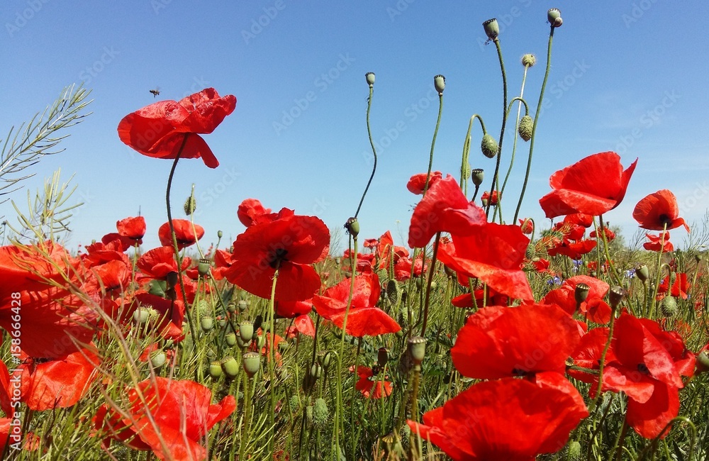 Obraz premium The huge field of red poppies flowers. Sun and clouds. View many of poppies and close-up