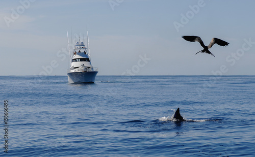Marlin feeding on surface with frigate bird overhead 