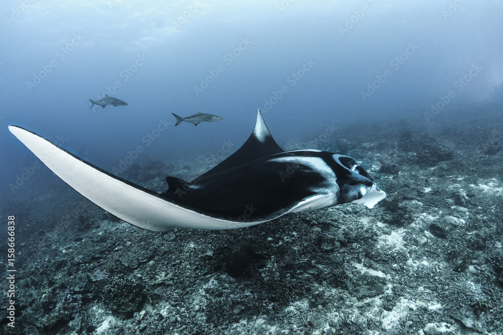 Obraz premium Giant Manta in Thailand