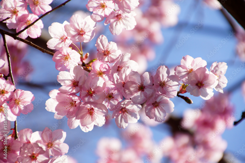 陽光桜 陽光桜