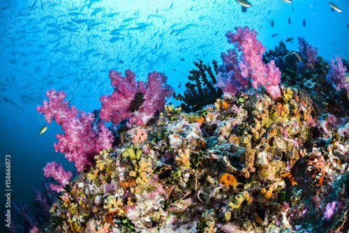 Fototapeta Naklejka Na Ścianę i Meble -  Colorful coral reef