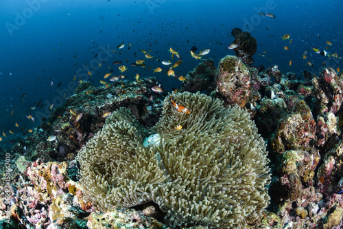 Fototapeta Naklejka Na Ścianę i Meble -  Clown Fish, anemone and reef
