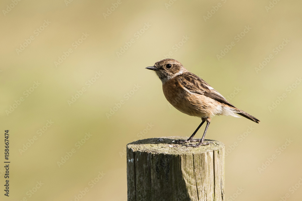 Fototapeta premium European Stonechat, Stonechat, Saxicola rubicola