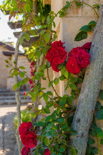 Fototapeta Naklejka Na Ścianę i Meble -  Fiori di masseria