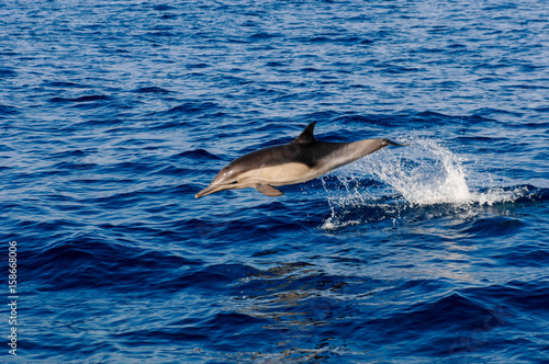 Common Dolphin jumps off the coast of California © David J. Shuler