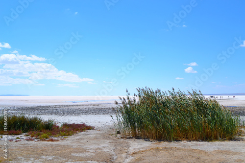 Fototapeta Naklejka Na Ścianę i Meble -  Salt lake with bush plant