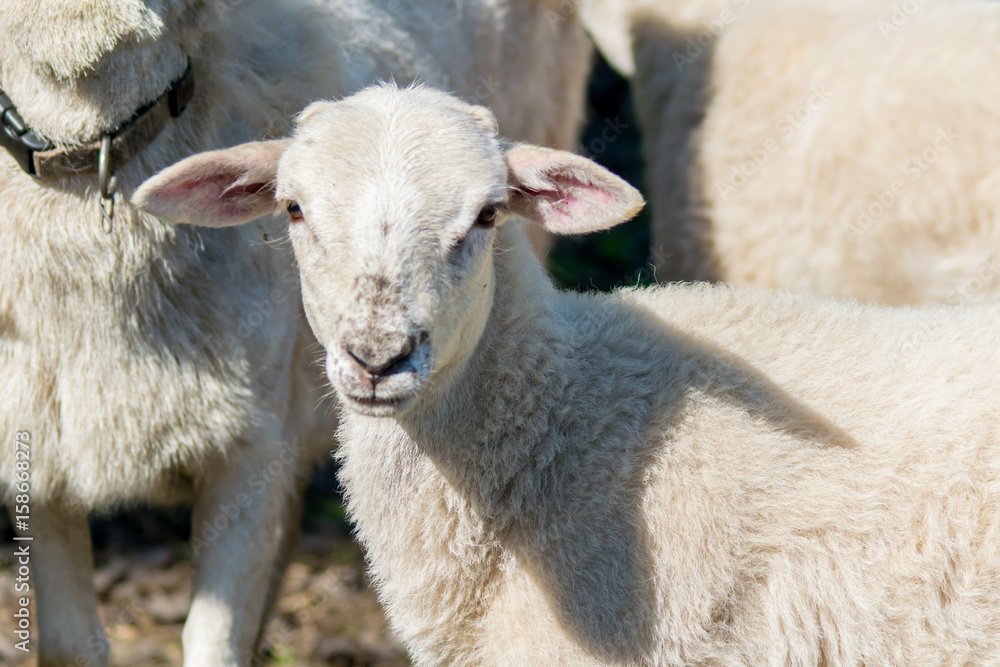 Sheep 1 Sheep 1