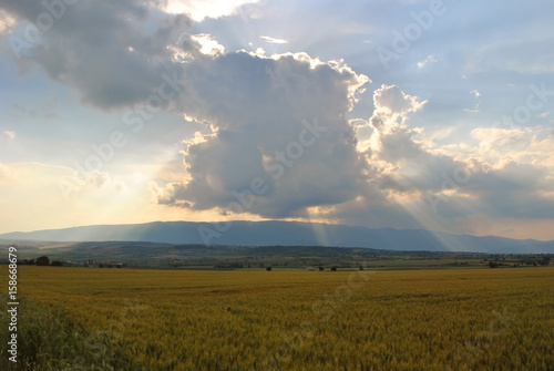 Cloudy sky with sun rays above golden wheat field; landscape background.