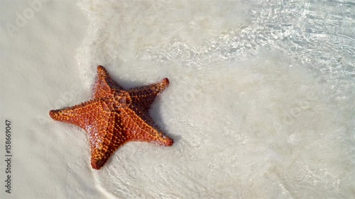 Tropical white sand with red starfish in clear water photo