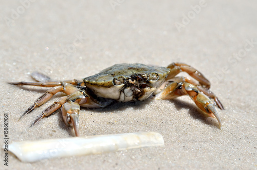 Sea crab on the sand on the seashore.