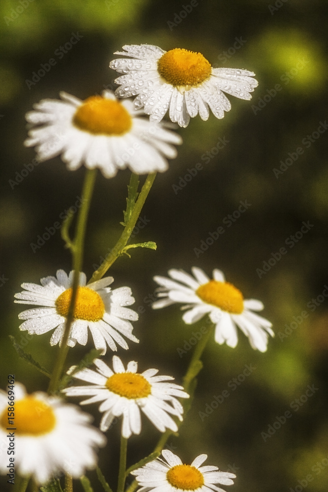 Camomile blossoming flowers close up. Camomile blossoming flowers close up.