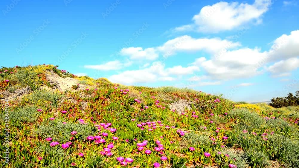 Platamona shore in the spring in Sardinia, Italy
Platamona shore in the spring in Sardinia, Italy