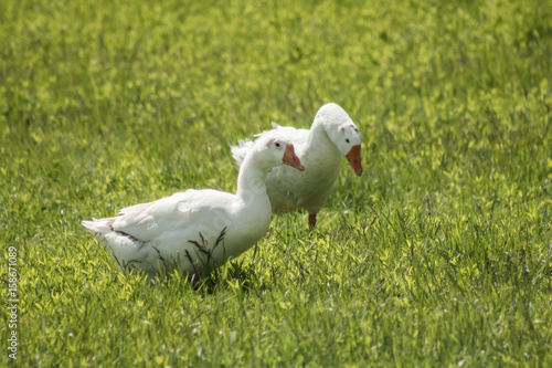White geese walking on brightly green grass.