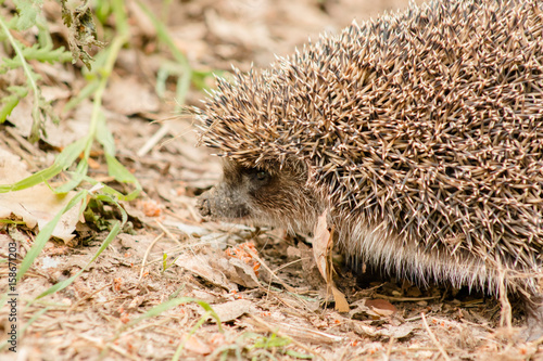 Hedgehog on a forest road macro close. photo