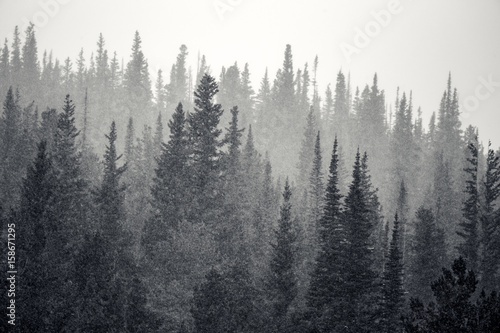 Layers of tall pine trees get snowed on in Rocky Mountain National Park in Colorado  USA. The trees fade from dark to light as they fade into the horizon.