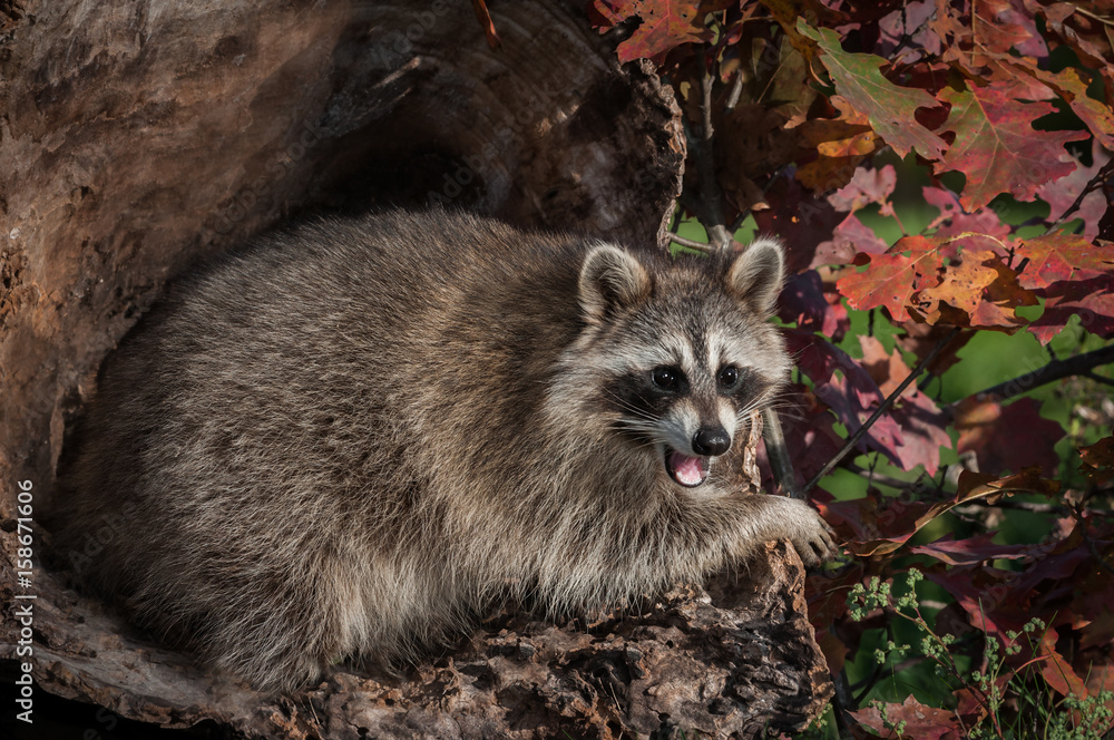Naklejka premium Raccoon (Procyon lotor) Open Mouth in Log