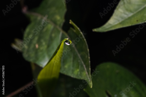 close up shot of dew drop