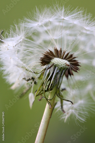 Fototapeta Naklejka Na Ścianę i Meble -  pissenlits
