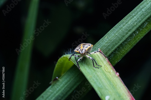 close up shot of beetle
