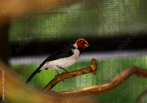 Charles Paddock Zoo Animals